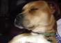 Gangster Hund