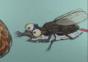 Killin’ Flies
