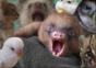 Richtig süße Tiere – Compilation