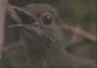 Talentierter Vogel