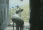 Dieser Hund ist nicht gerade clever