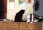 Die Arschlochkatze