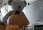 Misery Bear – Dawn of the Ted