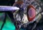 Fliege frisst Zucker in Nahaufnahme