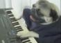 Keyboard Dog