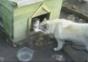 Die Katze wohnt jetzt in der Hundehütte