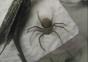 Spinne versteckt sich