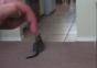 Katze spürt Hand aus der Ferne