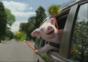 Schwein an Bord
