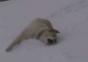 Hunde haben Spass im Schnee