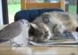 Taube Katze