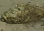 Stein-Fisch