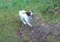 Hund spielt mit sich selbst