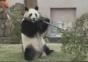Panda vs. Ast