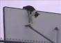 Katze spielt Feuerwehrmann