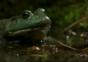 Der Frosch und der giftige Molch