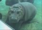 Baby Nilpferd