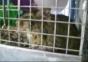Lachender Degu