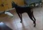 Kakadu weist Dobermann in die Schranken