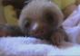 Baby Faultiere