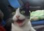 Total beeindruckte Katze