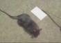 Irgendwas stimmt mit dieser Ratte nicht