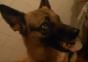 Hund mit Gefühlsschwankungen