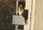 Parkourkatze – Wallbounce