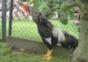 Very big cock