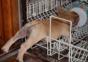 Hornoxe.com – Picdump #214