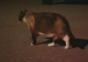 Klepto Kitty