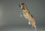 Dogs are awesome