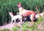 Spunghund