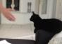 Na Katze? Alles klar? Schlag ein!