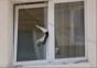 Katze hängt im Fenster fest