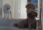 Welcher ist der schuldige Hund?