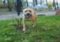 Der Parkour-Hund