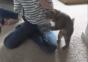 Katze kämpft gegen Luft
