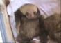 Baby Faultier kratzt sich