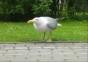 Möwe vs. Spatz