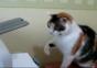 Katze vs. Drucker
