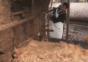 Schweinefutter Unfall