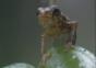 Epischer Frosch