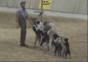 Hundeshow