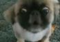Katzen und Hunde – Compilation