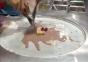 Thailand: Instant Eiscreme Rollen