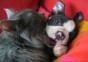 Katze leckt Hund ab