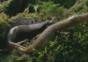 Die Paarung der Leopardenschnecke