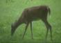Bambi hat einen komischen Geschmack
