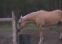 Das ist aber ein hübsches Pferd – WTF?